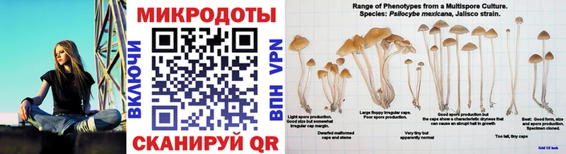 Псилоцибиновые грибы Cubensis  Ишим 